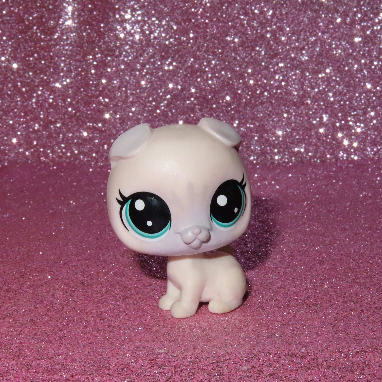 AUTHENTIC LPS SCOTTISH FOLD