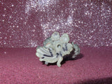 AUTHENTIC LPS MOP DOG
